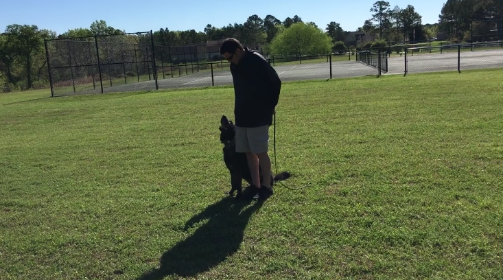 Home Dog Training Montgomery County 