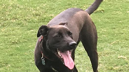 Hank the Malinois