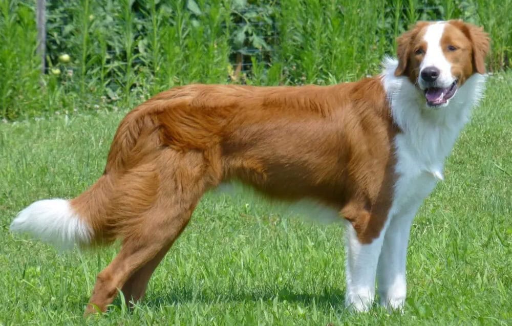 Border Collie dog standing on green grass in a field for Focus Dog Training.