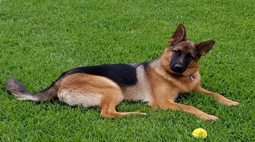 Hank the Malinois