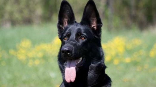 Hank the Malinois