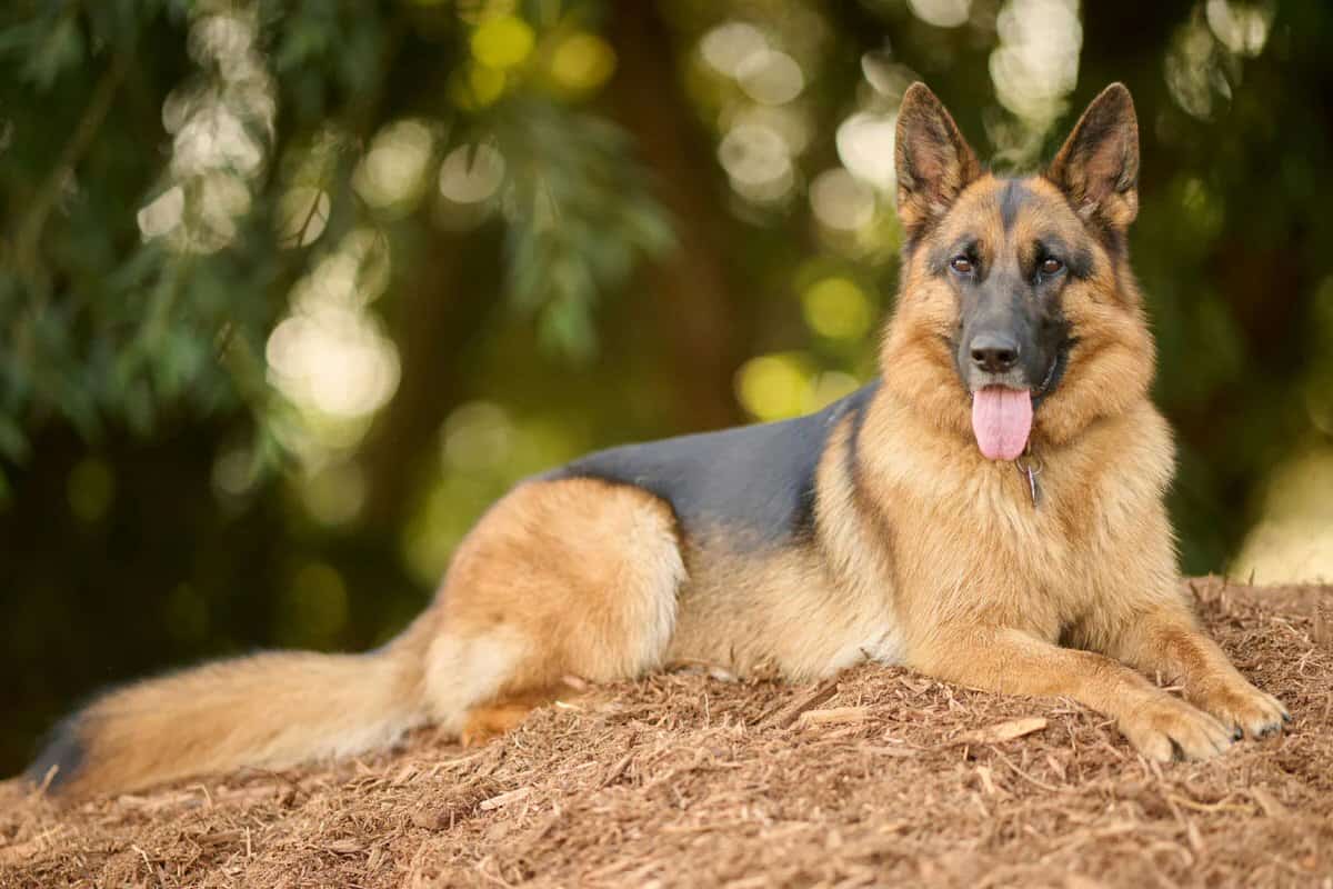 Hank the Malinois